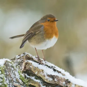 David Tiplings Winter Robin Christmas Card Pack - Pack of 5